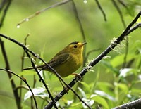 Wilson's warbler bird.