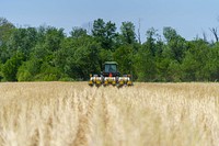 Steve Fox plants field corn into a stand of cereal rye in Freedom, Indiana May 12, 2022. Fox farms 400 acres and planted about 200 of them in cover crops prior to the 2022 planting season. (NRCS photos by Brandon O’Connor)