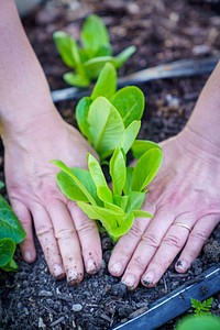 Vegetable patch, farmer's hand planting lettuce.