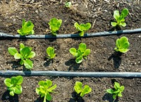 Lettuce, vegetable patch.