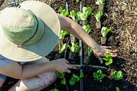 Lettuce, organic vegetable farm.