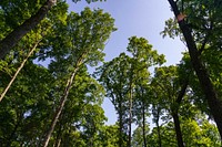 Tall trees, forest.