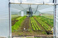 Crops grow in a high tunnel at Teter Organic Farm in Noblesville, Indiana May 13, 2022. Teter Organic Farm is operated by Noblesville First United Methodist Church and provides food for the church's food bank. They also sell produce through a community supported agriculture program, farmers markets and to local restaurants. The farm enrolled in the Natural Resources Conservation Service's Environmental Quality Incentives (EQIP) program to build three high tunnels, implement cover crops and develop a forest management plan. The farm has also enrolled acres in the Conservation Reserve Program (CRP) offered by the Farm Service Agency. (NRCS photo by Brandon O'Connor)