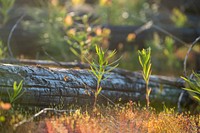 Fireweed Sprouting in a Burned Area.