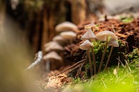 Little brown mushrooms growing from moss on the forest floor.