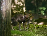 Wolf pups wrestling at the Woodlands Nature Station.