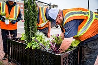 City of Greenville Public Works refreshes and maintains planters across the Uptown area on Wednesday, May 25. Original public domain image from Flickr