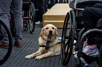 Service dog in costume.