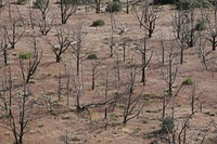 Burn scar outside Zion National Park. Original public domain image from Flickr