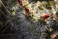 MAY 18 Plains pricklypear in Mojave desertST GEORGE, UTAH - MAY 18: A close-up of a plains pricklypear in the Mojave desert. Wednesday, May 18, 2022 in St. George. Photo by Suzanne Allman, contract photographer for BLM