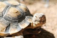 A desert tortoise at the Kingman Field Office.