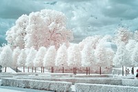 Polaroid filtered winter snow scenery.