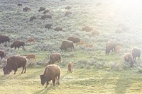 Spring sunrise with bison in Lamar Valley.