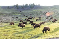 Spring sunrise with bison in Lamar Valley.