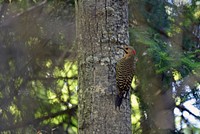 Northern flickerWe spotted this male northern flicker near a nest cavity with three young peeking out. Photo by Courtney Celley/USFWS.