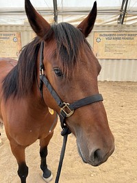 Nina faceNiña 18978101 Devils Garden WHT, CA 14.1 They say good things come in small packages. That is Niña! This mare has lots of energy but is very level-headed. On the ground, she is wonderful and calm, even a smidge lazy. She bathes, loads, and is good with her feet being handled. Under saddle, she has an excellent work ethic and likes to go, though she can be quiet when you ask her. She is supple and responsive. She does well in the obstacle course. She sidepasses and is starting to have self-carriage and collection. Her gaits are very smooth. She rides in a bosal or a snaffle. She does not care if she is in the arena or out on the course, she is willing and ready to go. Niña loves working with cows. The first time with cows she was a natural. JP said he was impressed with her talent and thinks she might enjoy sorting. Niña needs at least an intermediate rider because she is quick, not spooky, and very responsive. Think Energizer Bunny! She also needs a smaller statured rider because she is only 14.1. She is ready to try almost any discipline. If you need a partner who likes to go or to work, check out Niña! R3C