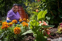 Gudelina Karino works in The Garden of Happiness, in the Bronx in New York City.The Garden of Happiness is more than a natural refuge; it is a focus of community activity and cultural exchange. Members of the garden have organized voter registration drives, census outreach programs, workshops on agriculture and soil testing, as well as food drives for the homeless. (USDA/FPAC photo by Preston Keres)