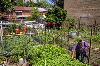 Gudelina Karino works in The Garden of Happiness, in the Bronx in New York City.The Garden of Happiness is more than a natural refuge; it is a focus of community activity and cultural exchange. Members of the garden have organized voter registration drives, census outreach programs, workshops on agriculture and soil testing, as well as food drives for the homeless. (USDA/FPAC photo by Preston Keres)