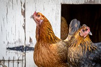 Chicken, organic farm.