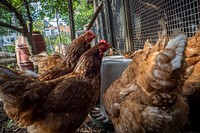 Chicken coop, organic farm.