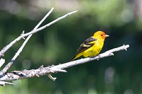 Male western tanager (Piranga ludoviciana) on a tree limb,