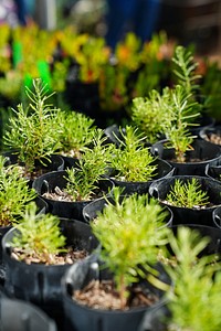 Fir seedlings.