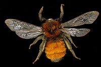 Andrena fulva, bee.