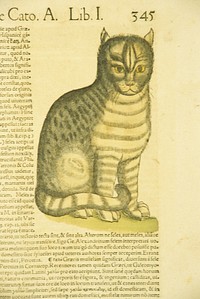 De cato seu fele =: Cato your feleCollection:Images from the History of Medicine (IHM) Contributor(s):Gessner, Conrad, 1516-1565 Publication:[Tiguri : Apud Christ. Froschouerum, 1551] Language(s):Latin Format:Still image Subject(s):Cats, Natural History Genre(s):Pictorial Works Abstract:Hand-colored woodcut of a cat. Related Title(s):Is part of: Historiae animalium Vol. 1 p. 345; See related catalog record: 2246033R Extent:1 print : 40 x 25 cm. Technique:woodcut, hand color NLM Unique ID:101457070 NLM Image ID:C03417 Permanent Link:resource.nlm.nih.gov/101457070 