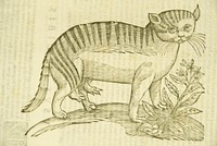 Felis foemina hexapus cum aelurogono, idest buglossa =: Cats are female hexapus with aelurogonum, buglossaCollection:Images from the History of Medicine (IHM) Contributor(s):Aldrovandi, Ulisse, 1522-1605? Publication:Bonon : Apud Nicolaum Tebaldinum ; sumptibus M. Antonij Berniae, MDCXXXXV [1645] Language(s):Latin Format:Still image Subject(s):Cats Genre(s):Pictorial Works, Book Illustrations Abstract:Illustration of a cat. Related Title(s):Is part of: De quadruped digitatis viviparis libri tres...; See related catalog record: 2301107R Extent:1 print : 23 x 36 cm. Technique:woodcut, black and white NLM Unique ID:101456662 NLM Image ID:C03009 Permanent Link:resource.nlm.nih.gov/101456662