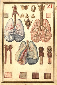 Anatomy of Human LungsCollection:Images from the History of Medicine (IHM) Publication:1660? Language(s):English Format:Still image Subject(s):Lung -- anatomy & histology Genre(s):Pictorial Works  Related Title(s):Is part of: Anatomical demostration cards.; See related catalog record: 101520602 Extent:1 painting on laid paper (1 sheet) : 23 x 16 cm. Technique:gouache, color NLM Unique ID:101557964 NLM Image ID:C06210 Permanent Link:resource.nlm.nih.gov/101557964