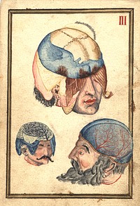 Three Heads with Flayed Scalps, Showing Cranium and VeinsCollection:Images from the History of Medicine (IHM) Publication:1660? Language(s):English Format:Still image Subject(s):Skull -- anatomy & histology Genre(s):Pictorial Works  Related Title(s):Is part of: Anatomical demostration cards.; See related catalog record: 101520602 Extent:1 painting on laid paper (1 sheet) : 23 x 16 cm. Technique:gouache, color NLM Unique ID:101557697 NLM Image ID:C06202 Permanent Link:resource.nlm.nih.gov/101557697