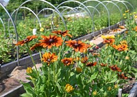 Purple Skies Farm Owner Visar Duane grows flowers, both for her customers and pollinators. (NRCS photo by Brooke DeCubellis)