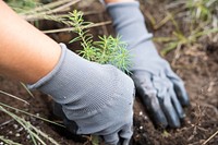 Fir planting, reforestation project.