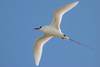 Red-tailed tropicbird flying.