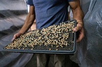 Tray of sprouts, organic vegetable.