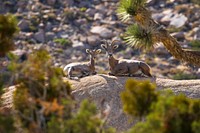 Ryan Mountain Bighorn Sheep.