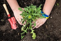 Students are taught basic gardening, soil conservation with worms, planting a pollinator garden, and raising butterflies to be set free at the garden.