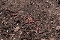 Earthworms, healthy soil.