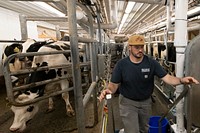 Students from the Royalton-Hartland School District visit Verratti Farms LLC, a diary and grain operation in Newfane and Gasport, NY, on May 26, 2022. Here, the students learn what and where the local milk they drink comes from and what it takes to maintain and care for the dairy cows.Royalton-Hartland School District, comprised of an elementary, middle, and high school, has approximately 1,300 K-12 students in Middleport, NY, which is a remote, rural part of eastern Niagara County. Royalton-Hartland School District received a FY 2021 Farm to School Implementation grant to provide engaging, hands-on programming that promotes a healthy lifestyle; increases student knowledge of how to grow, prepare, and store fresh produce; and exposes students to the multitude of career opportunities in the growing local agriculture industry. In collaboration with district partners, including Cornell Cooperative Extension of Niagara County, Blackman Family Farms, and the Royalton-Hartland Agriculture Foundation, Royalton-Hartland School District is in the process of developing a K-12 curriculum, engaging teachers in the integration of the farm to school vision on a district-wide basis, equipping kitchen facilities to increase the capacity to store, prepare and serve locally sourced foods, and upgrading classrooms for project-based learning experiences. USDA Media by Lance Cheung.