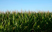 Corn field farm. 