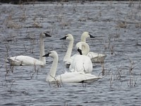 Tundra swansWe spotted these tundra swans at Windom Wetland Management District in Minnesota. Photo by Kimberly Emerson/USFWS.