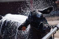 Cow bathing, farm animal.