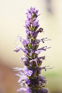 Anise hyssop is a pollinator favorite featuring columns of small purple flowers. Photo by Courtney Celley/USFWS.