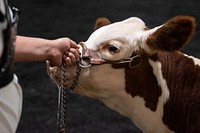 Cow on leash.