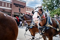 Budweiser Clydesdales, Greenville, September 2. Original public domain image from Flickr