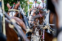 Budweiser Clydesdales, Greenville, September 2. Original public domain image from Flickr