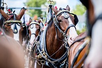 Budweiser Clydesdales, Greenville, September 2. Original public domain image from Flickr