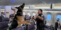 U.S. Customs and Border Protection, Office of Field Operations, Canine Officer at John F. Kennedy (JFK) Airport Queens, New York inspect aircraft compartments and vacated passenger areas. The AST members are trained to locate any illegal substances which may have been hidden onboard by passengers or employees August 16, 2022. CBP photo by Jaime Rodriguez Sr
