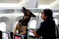 U.S. Customs and Border Protection, Office of Field Operations, Canine Officer at John F. Kennedy (JFK) Airport Queens, New York inspect aircraft compartments and vacated passenger areas. The AST members are trained to locate any illegal substances which may have been hidden onboard by passengers or employees August 16, 2022. CBP photo by Jaime Rodriguez Sr