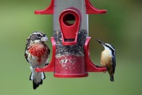 Juvenile male rose-breasted grosbeak with a red-breasted nuthatch. 